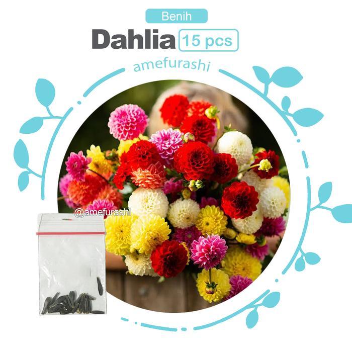 Bibit Bunga Dahlia Unwins Dwarf Mix Bunga Musim Panas
