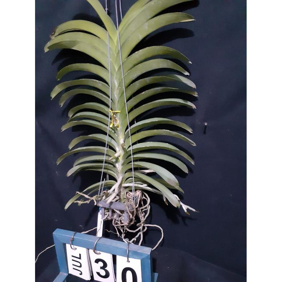 ( SPIKE / KNOP / BERBUNGA ) Vanda Goramgo x Kasem's Delight
