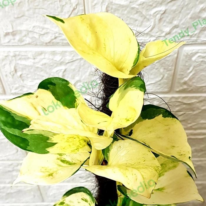 Sirih Gading Manjula,Pothos Manjula Besar,Turus 50 cm