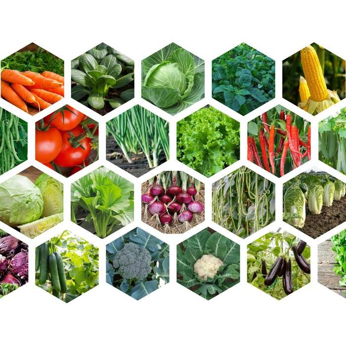 GARDEN" PAKET 20 BENIH SAYURAN DAUN SAYURAN RUMAHAN LENGKAP COD BIBIT SAYURAN BENIH SAYURAN