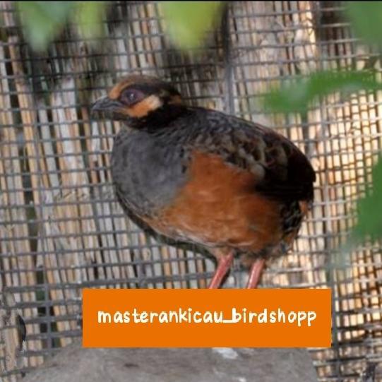 burung puyuh gong gong dewasa mapan aviary sultan