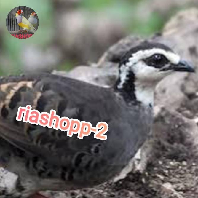 burung puyuh gong gong muka Putih sepasang dewasa mapan