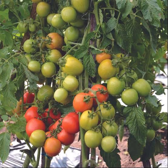 5 Biji Benih Tomat Buah Servo Cap Panah Merah