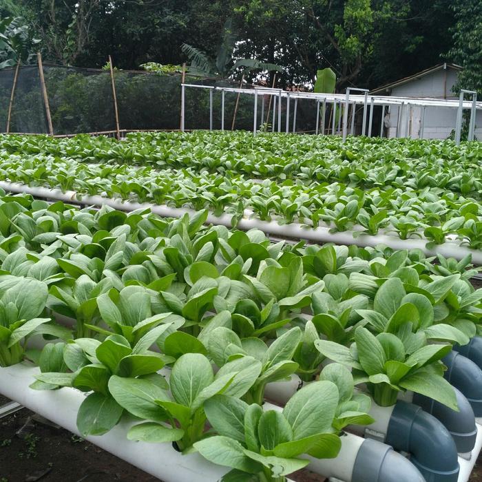 "New" AB mix Premium 1 Liter ( Sayur Daun )