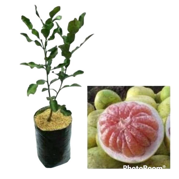 "New" Bibit Jeruk Bali Manis Jumbo Pohon Jeruk Bali