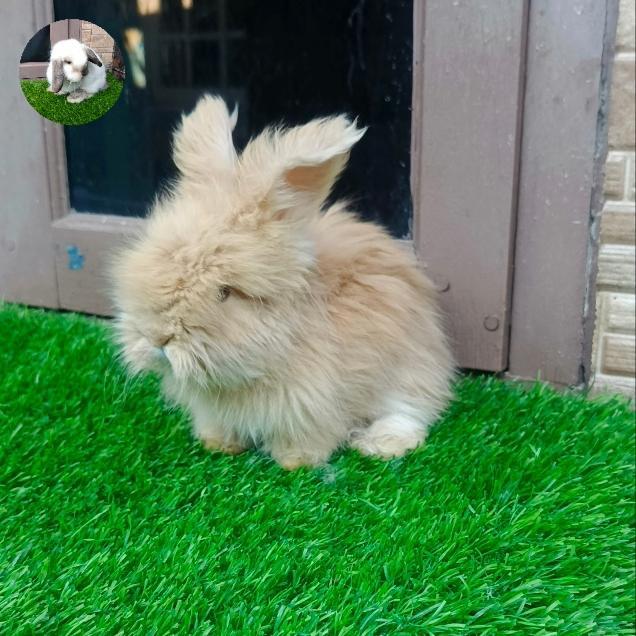Kelinci English Anggora Jantan Anakan Tbk