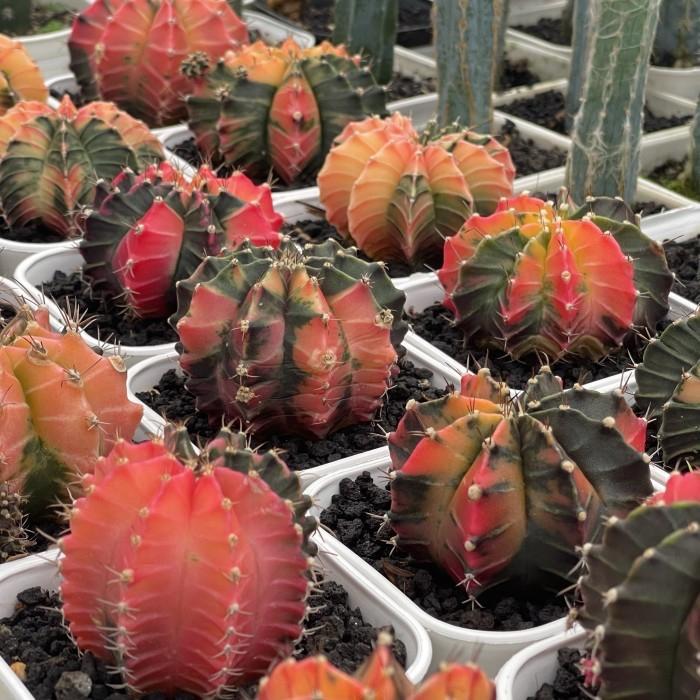 Gymno Miha LB Hybrid