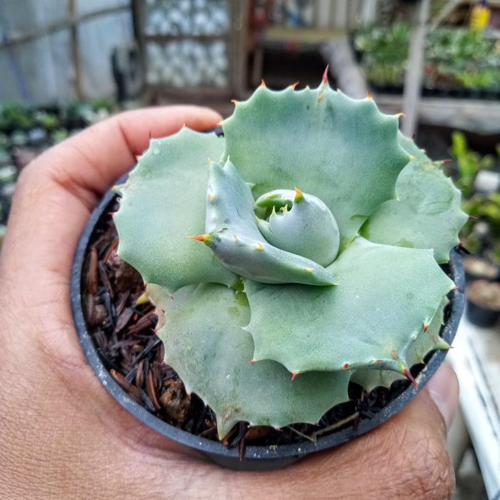 Sukulen : Agave Potatorum Shoji Raijin