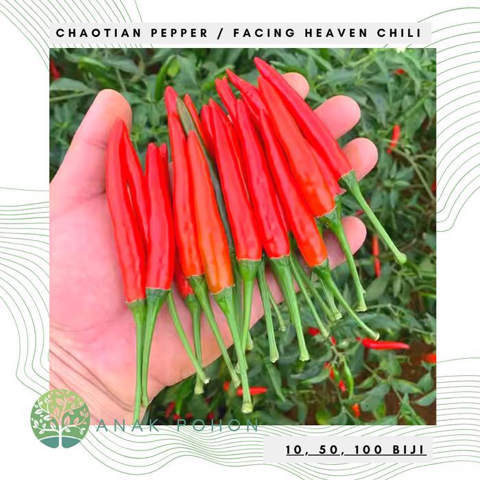 Growterra Farm CABAI CHAOTIAN PEPPER PEPPER SEEDS