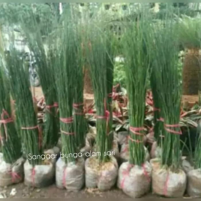 Tanaman Hias Bambu Air Bambu Pagar