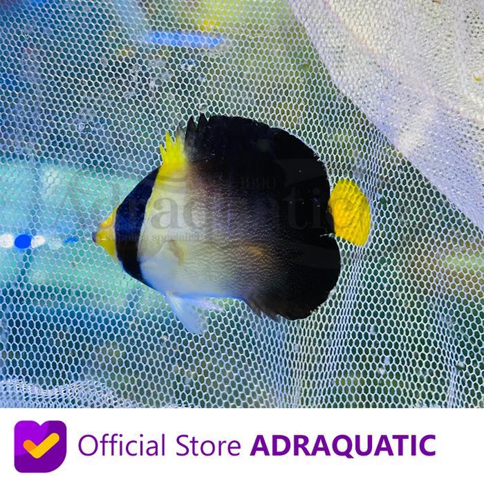 Sale Terlaris Ikan Hias Air Laut Angel Marmut