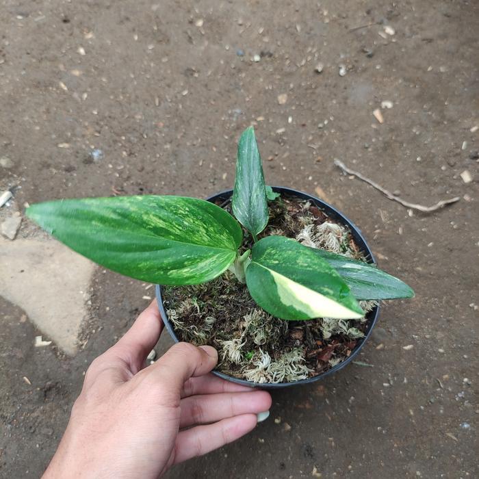 monstera standleyana variegata kuning