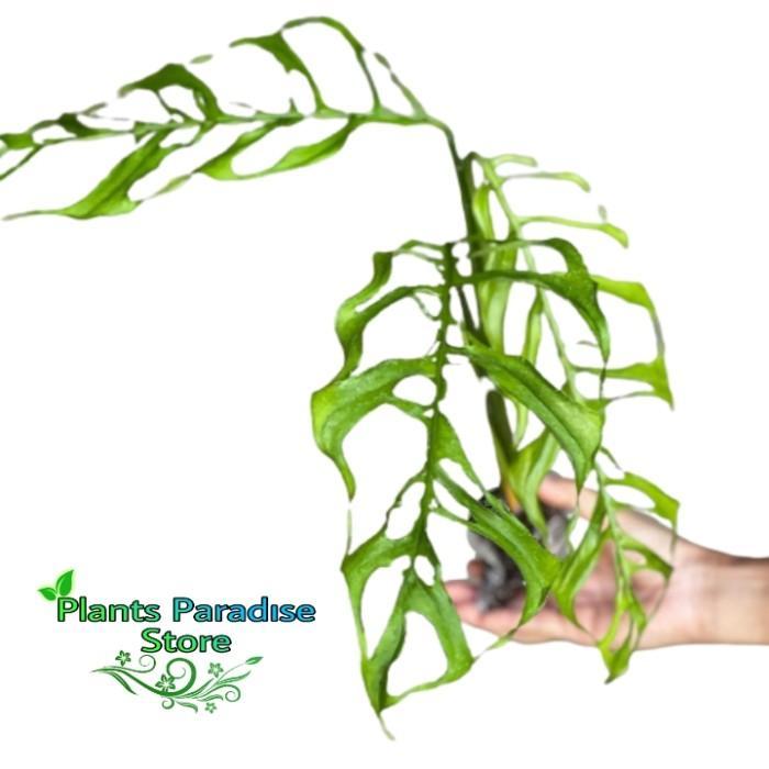 Monstera obliqua peru - monstera obliqua - Daun Unik Tanaman hias rare Janda Bolong Obliqua