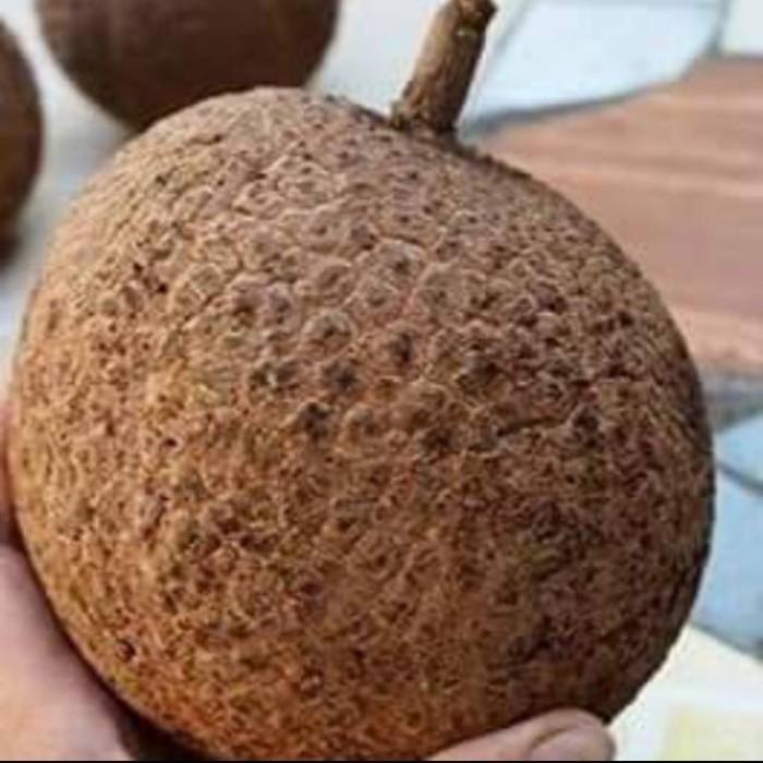 bibit tanaman buah durian gundul pohon durian gundul hasil okulasi ATV