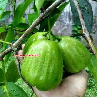 Bibit Jambu Air Kiojok Manis Tanpa Biji