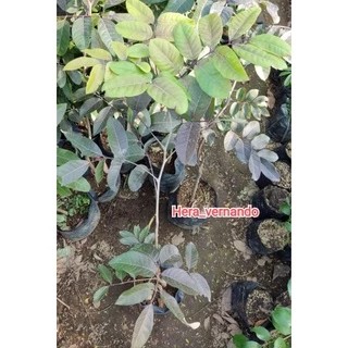 Bibit Kelengkeng Merah 1 meter batang besar super