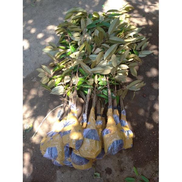 Zico Stored Bibit Durian Bawor Kaki 3 Tinggi 1 Meter