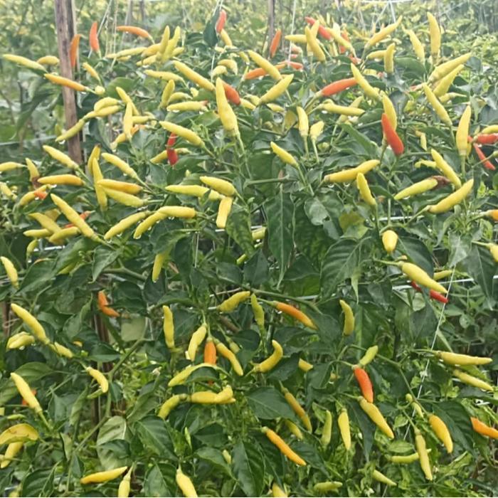 Najwa Gadget Benih Cabai Rawit Mahameru 10 Gr Cap Bunga Matahari Hydroponik Hidroponik Biji Cabe