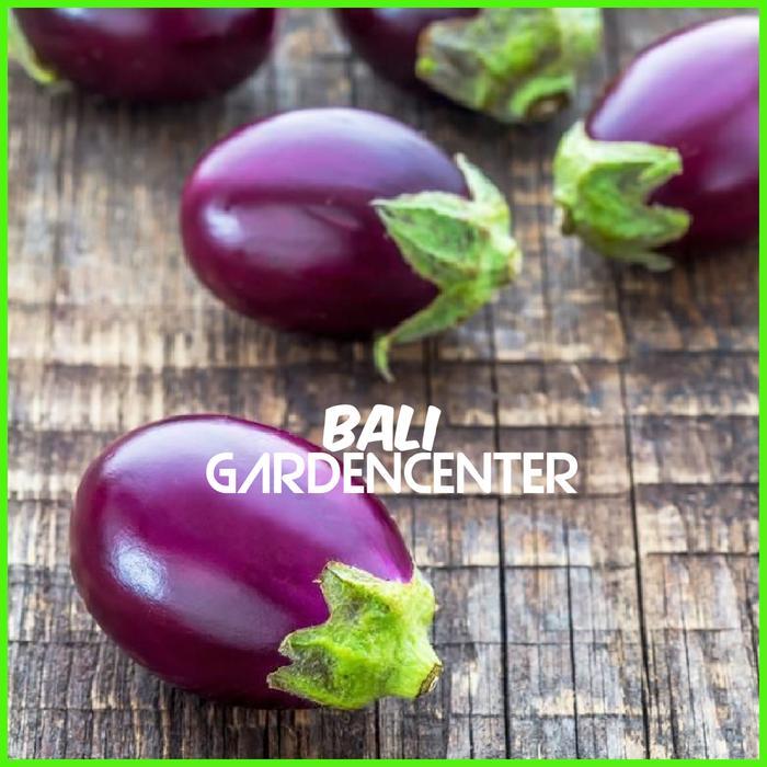 BENIH BIJI TERONG PONDOH UNGU - TERONG PONDOH UNGGUL