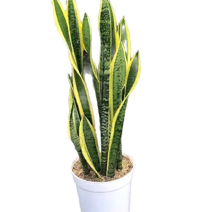 tanaman sansivera rimbun + pot dan media tanam pohon lidah mertua Daun