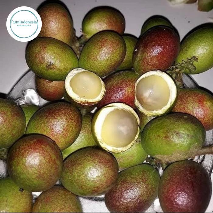 buah matoa papua fresh / buah fresh matoa superan
