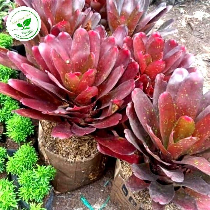 tanaman bromelia merah ukuran besar