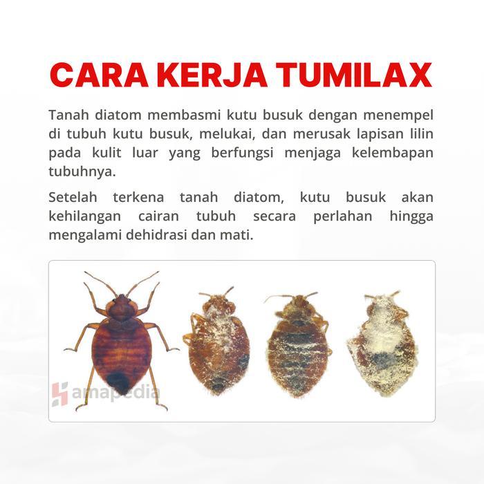 Pembasmi Kutu Kasur Tanah Diatomaceous Earth / Obat Anti Tungau Kutu Busuk Alami
