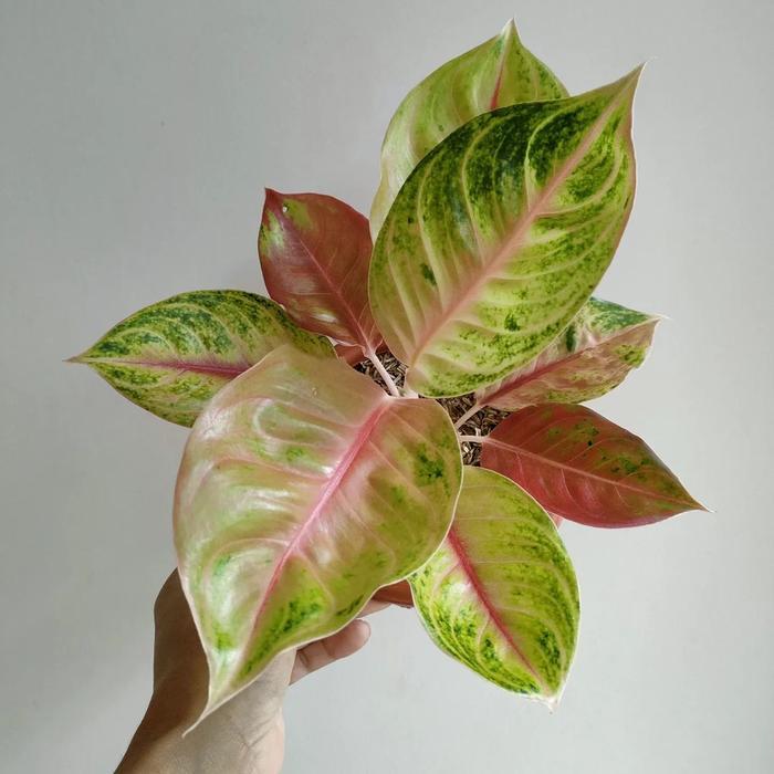 Stok Baru aglonema jamela jackpot dewasa daun 7-8-9+