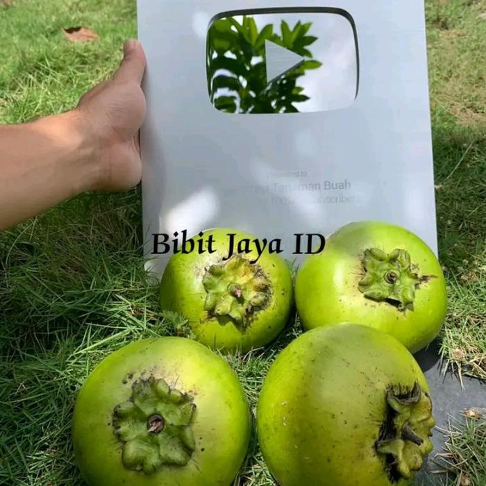 Bibit Tanaman Buah Black Sapote - Pohon Sapote Giant Super (Jumbo)