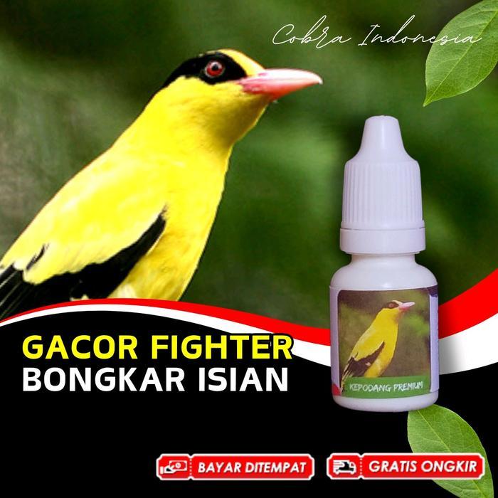 Vitamin Burung Kepodang Emas Gacor