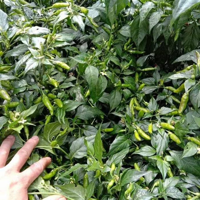 Zico Stored Benih Cabe Rawit Unggul Varietaz 22 - Bibit Cabe Varietas 22