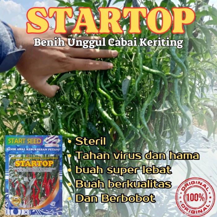 STARTOP - Benih Unggul Cabe Keriting Original Isi 10gram (2000 Benih) Tahan Virus, Tahan Layu, Buah