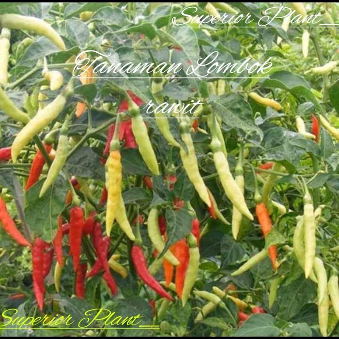 BIBIT LOMBOK RAWIT TANAMAN CABE