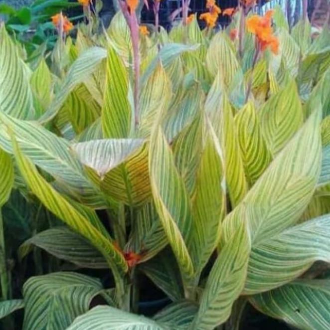 Tanaman Hias. Pohon Pisangan Kana//Pisang Kana