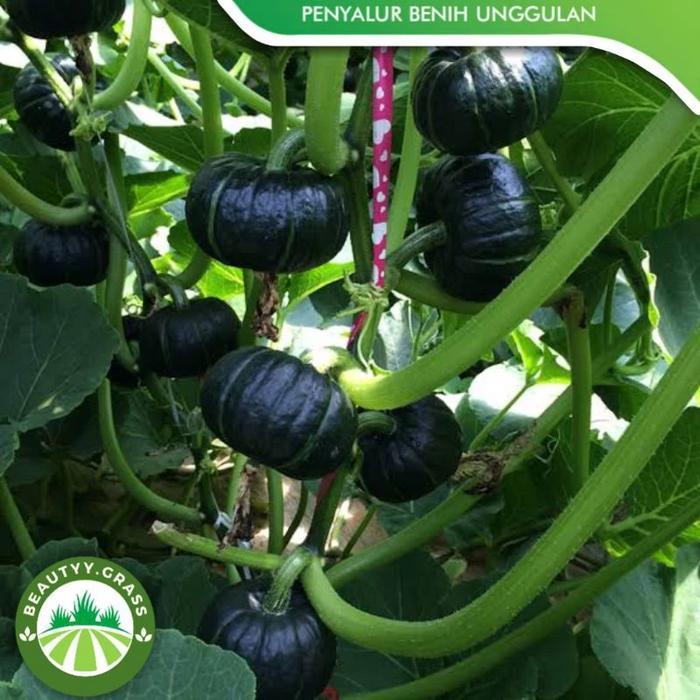 Benih Biji Bibit Labu Jepang KABOCHA Hijau - Labu KABOCHA Jepang