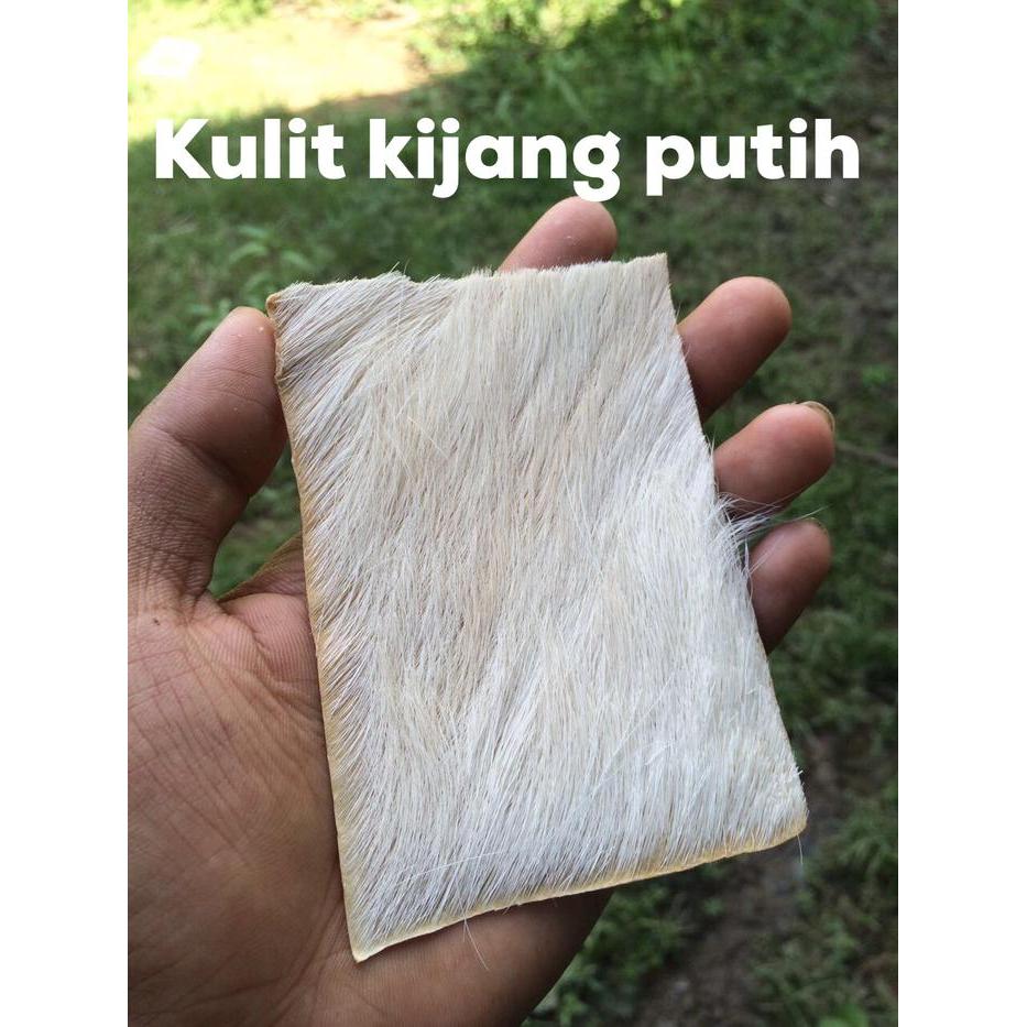 Kulit kijang P kecil