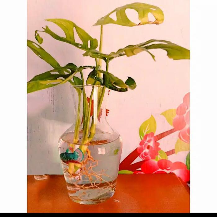 Promo Vas Bunga Kaca Bening Hias Minimalis Pot Tanaman Air Hidroponik