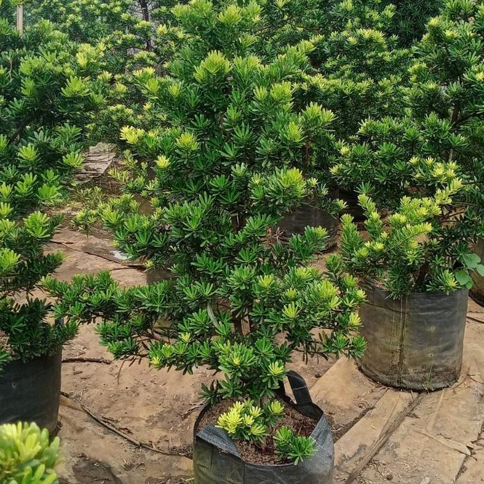 BAHAN BONSAI LOHANSUNG CINCUAN TINGGI 90-100CM ISTIMEWA