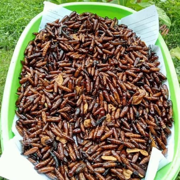 (DISKON 50%) ENTUNG UNGKRUNG KEPOMPONG POHON JATI GORENG GURIH - STREET FOOD ID