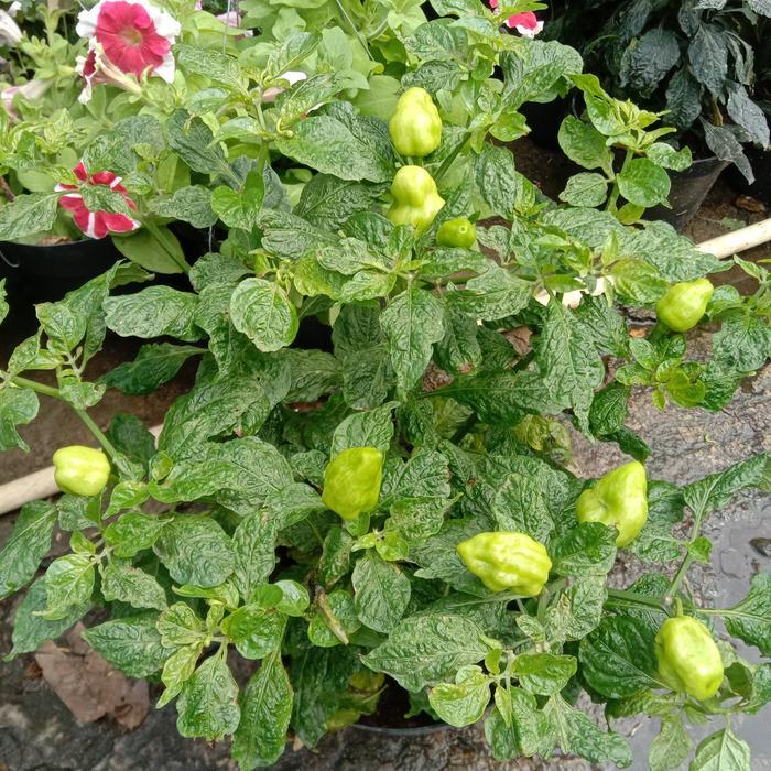 Tanaman hias cabe paprika inc pot hitam/pohon cabe paprika