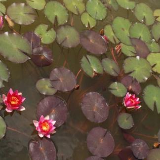 tanaman teratai air tanaman air tanaman teratai