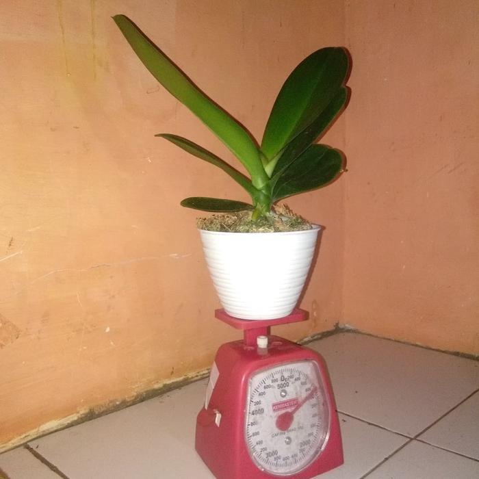 anggrek bulan. tanaman+pot.