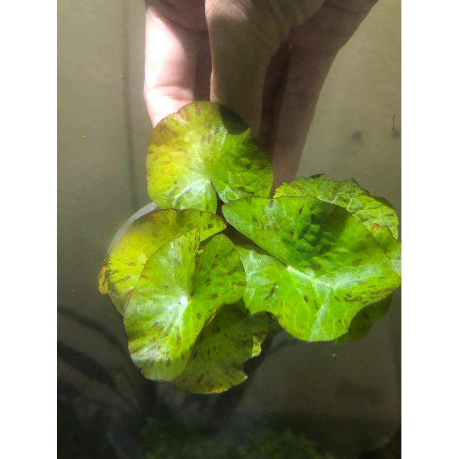 Tanaman Green Tiger Lotus / Tiger Lotus Hijau Aquascape