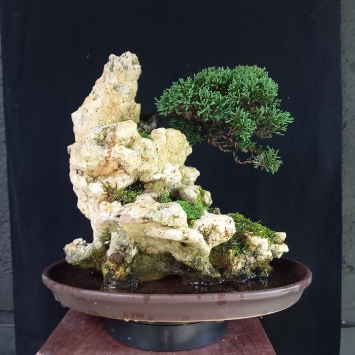 bonsai penjing cemara sargenti