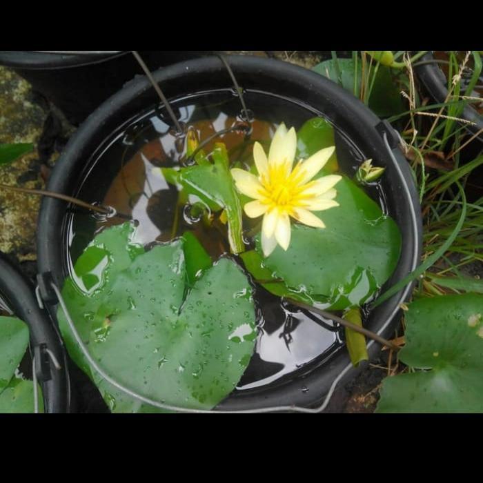 bunga teratai air / tanaman teratai air