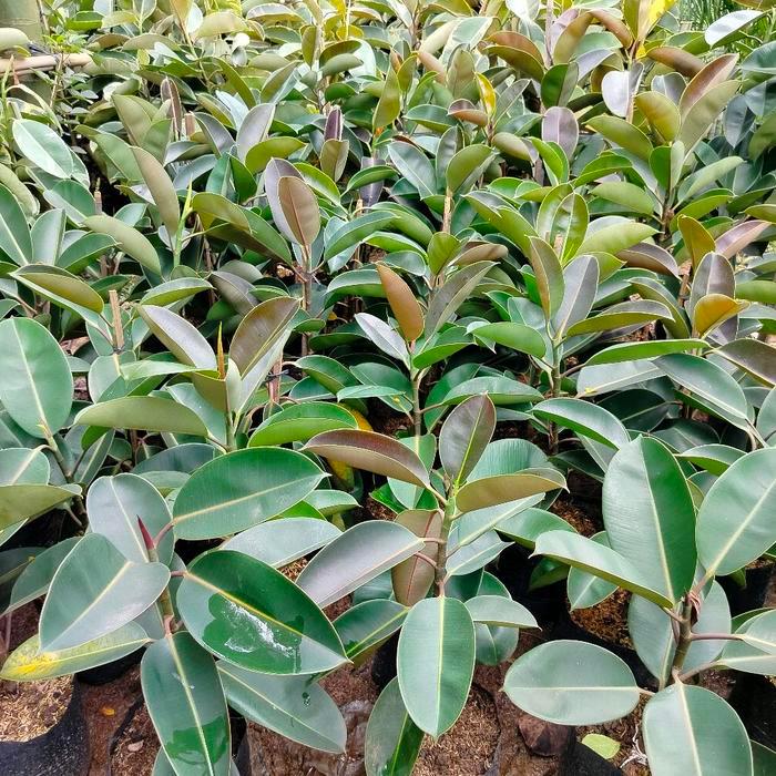 Tanaman Hias Pohon Karet Kebo 1 Meter Ficus Elastica Daun Besar Tebal Ideal untuk Dekorasi Ruangan