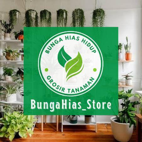 Tanaman Hias Palem Sikas Mawar Jambe Pohon Pakis Sikas / Pohon Palm Sikas / Palem Sikas Mawar Jambe