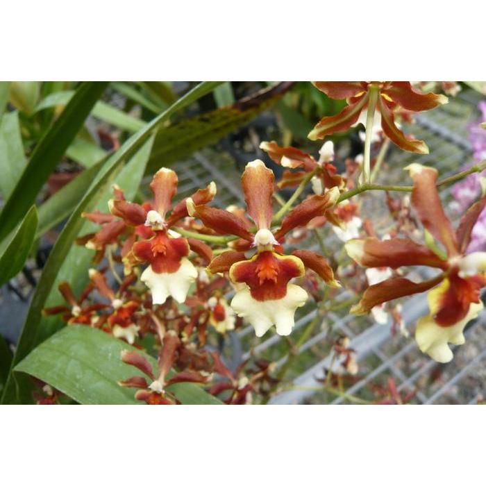 ( SPIKE / Berbunga) Oncidium Kilauea "Volcano Queen"