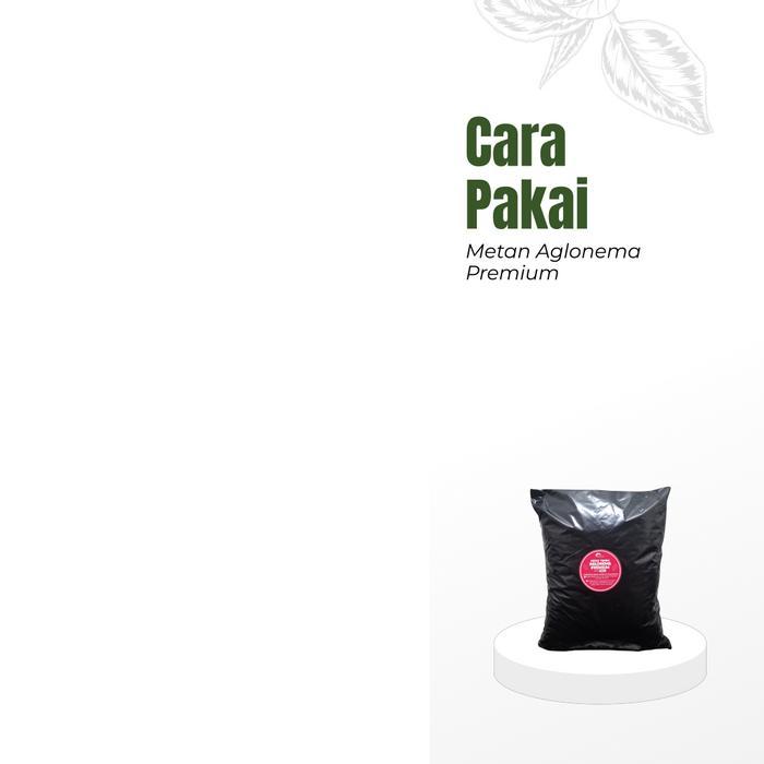 "New" Media Tanam Aglonema Fermentasi Media Tanam Premium Aglonema Tanaman