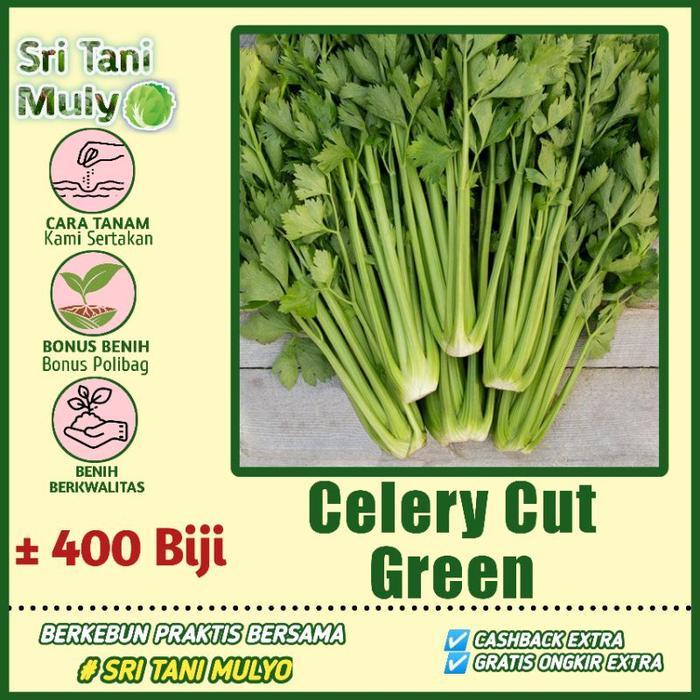 Sale Terlaris 400 Biji - Benih Seledri Import Celery Cut Green / Bibit Tanaman Sayur Sayuran Benih